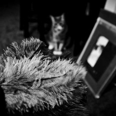 Black and white photo showing a feather duster, and framed photo