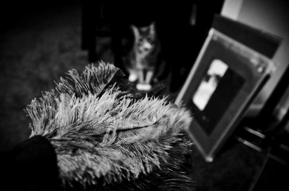 Black and white photo showing a feather duster, and framed photo