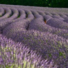 Winding rows of lavender growing in a field.