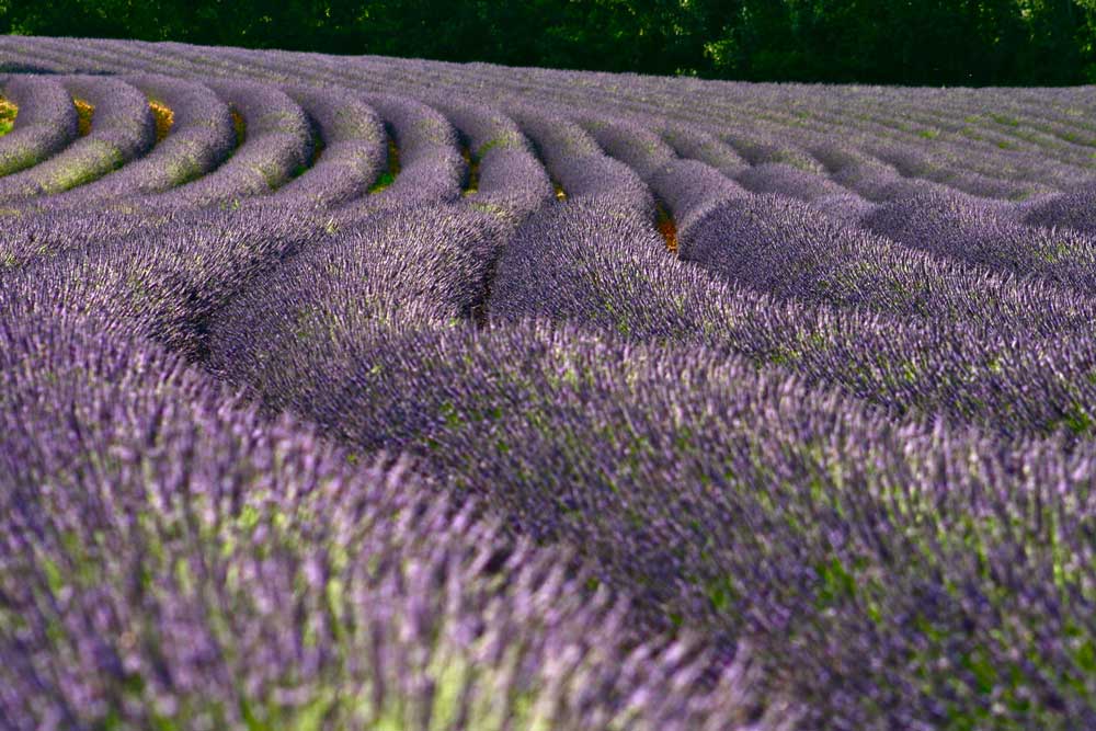 Winding rows of lavender growing in a field.